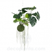 KOKEDAMA MONSTERA COLGANTE DECOPLANTA 